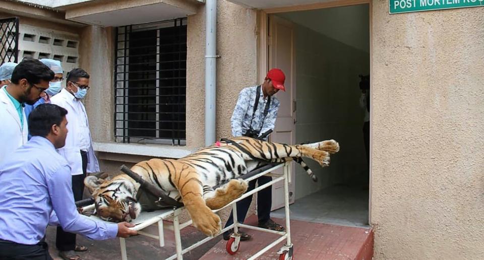 150 personas participaron en la captura del animal. (Créditos: Getty Images)