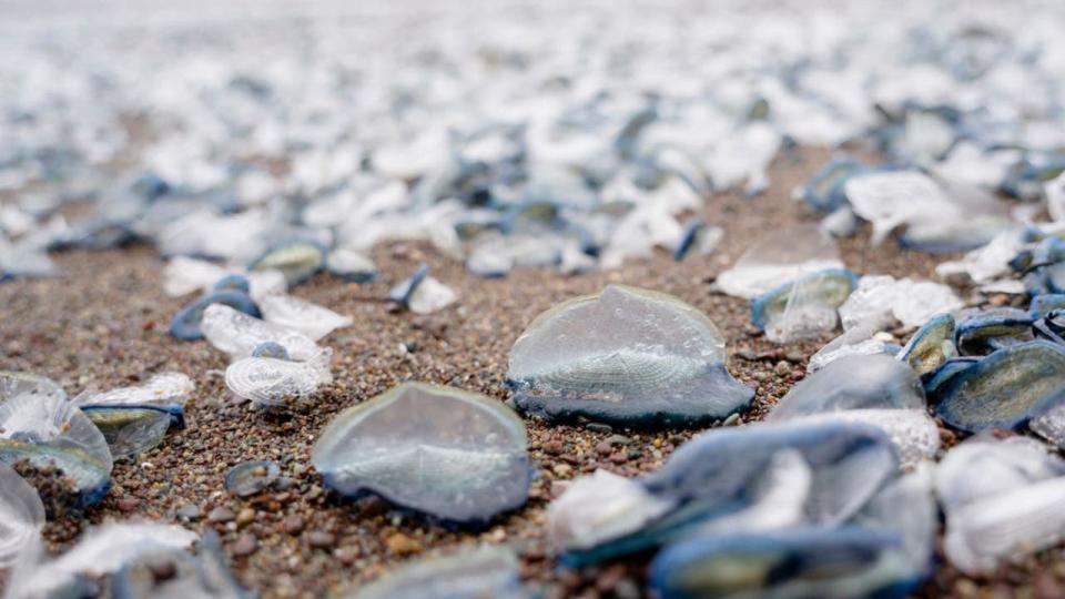 <div>Hordes of tiny ocean creatures called Velella velella, or by-the-wind sailors, wash up on Northern California beaches on March 27, 2024 in Marin County, California. (Photo by Liu Guanguan/China News Service/VCG via Getty Images)</div>