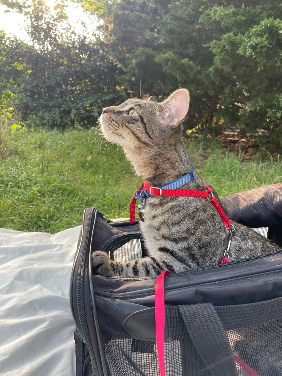 Mouse enjoying the park from the safety of his carrier. (Colleen Grablick for The Washington Post)