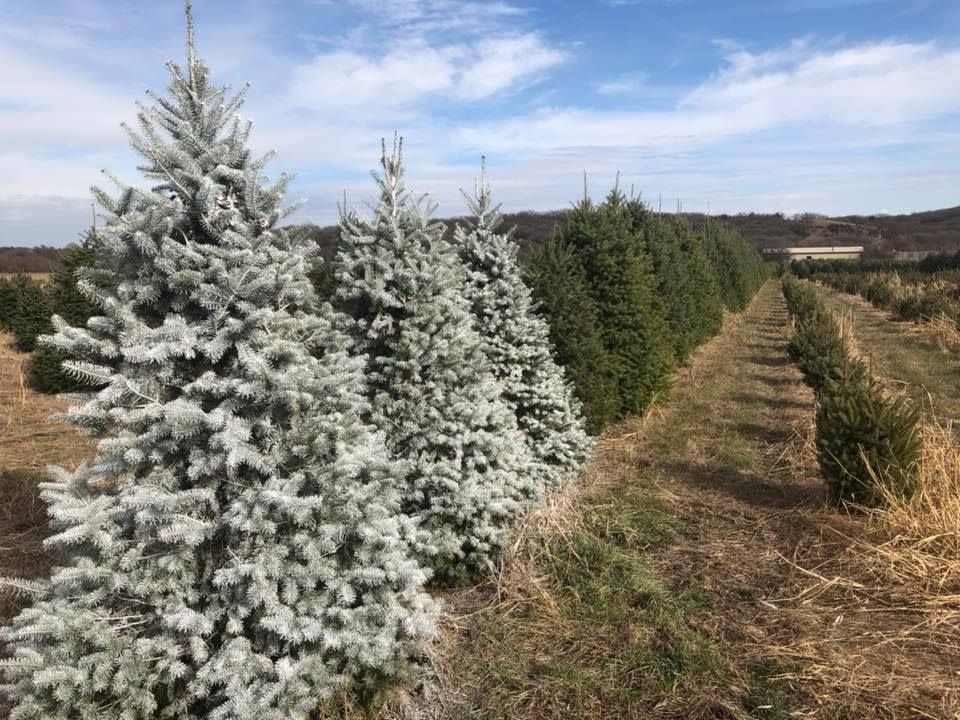 South Dakota: Riverview Christmas Tree Farm, Canton