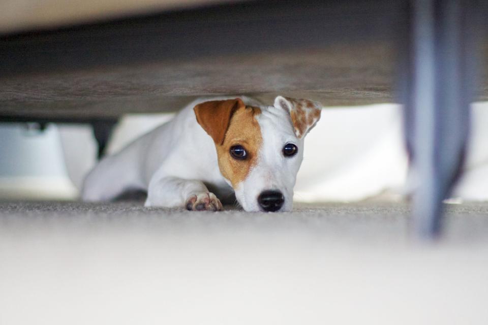 dog under bed; skip the new years noise makers