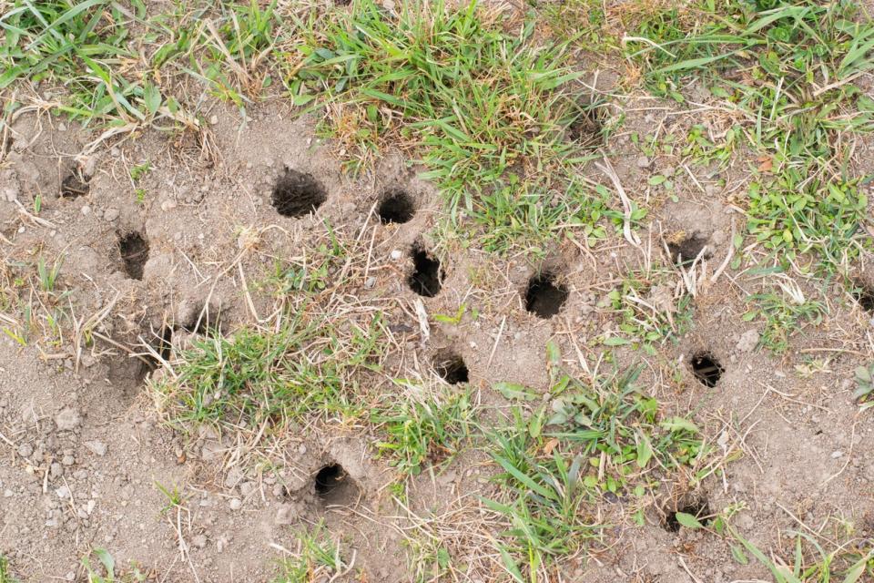 An overhead shot of several holes in the ground.