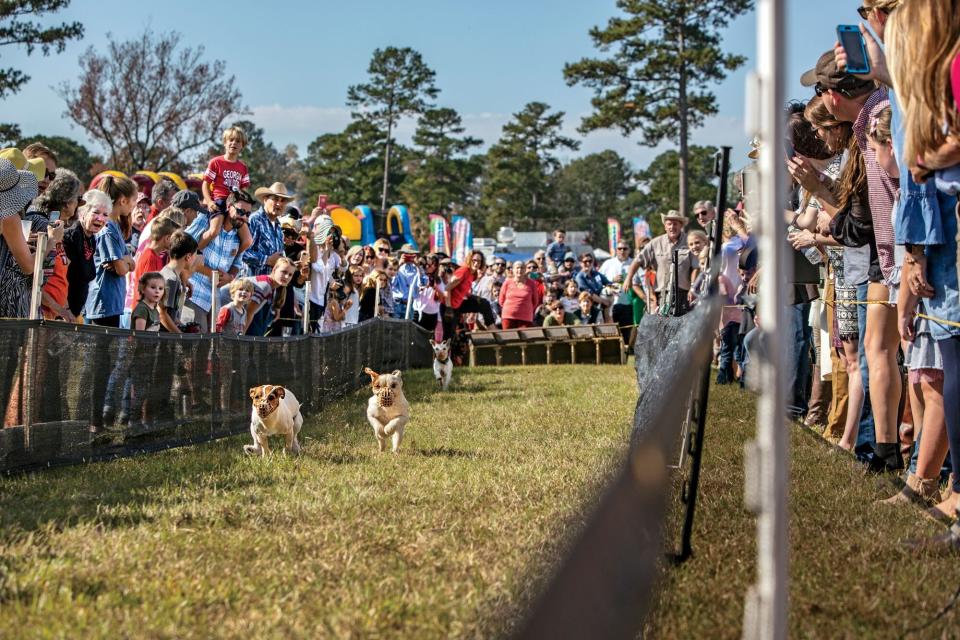 Callaway Gardens Steeplechase Jack Russell Terrier Race