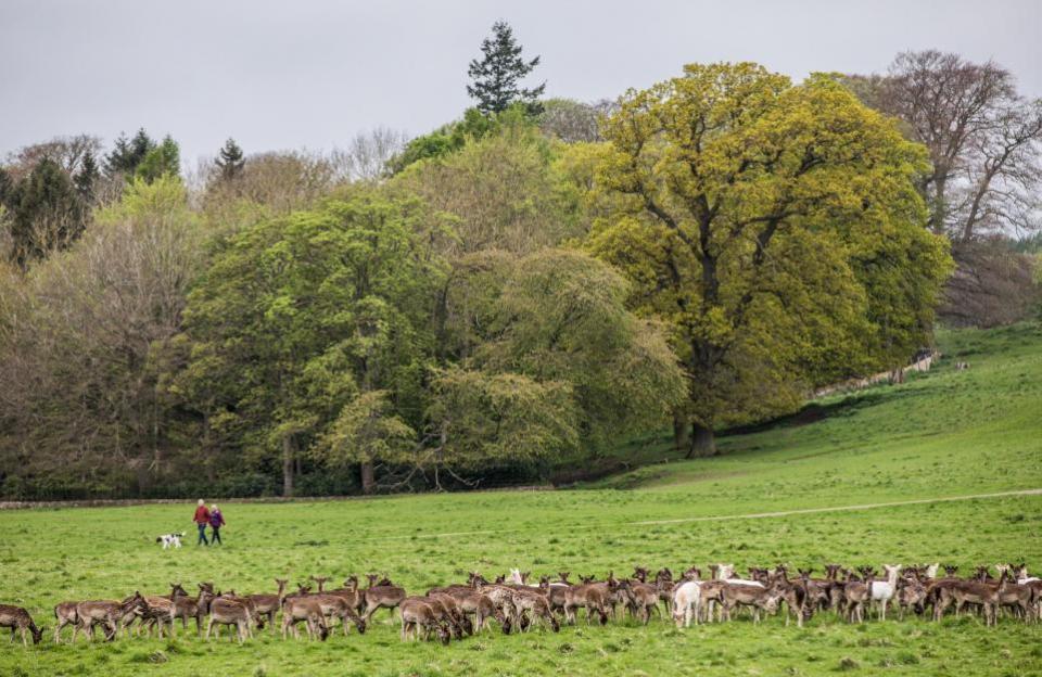 The Northern Echo: The Raby Castle Great British Dog Walk in aid of Hearing Dogs for Deaf People.