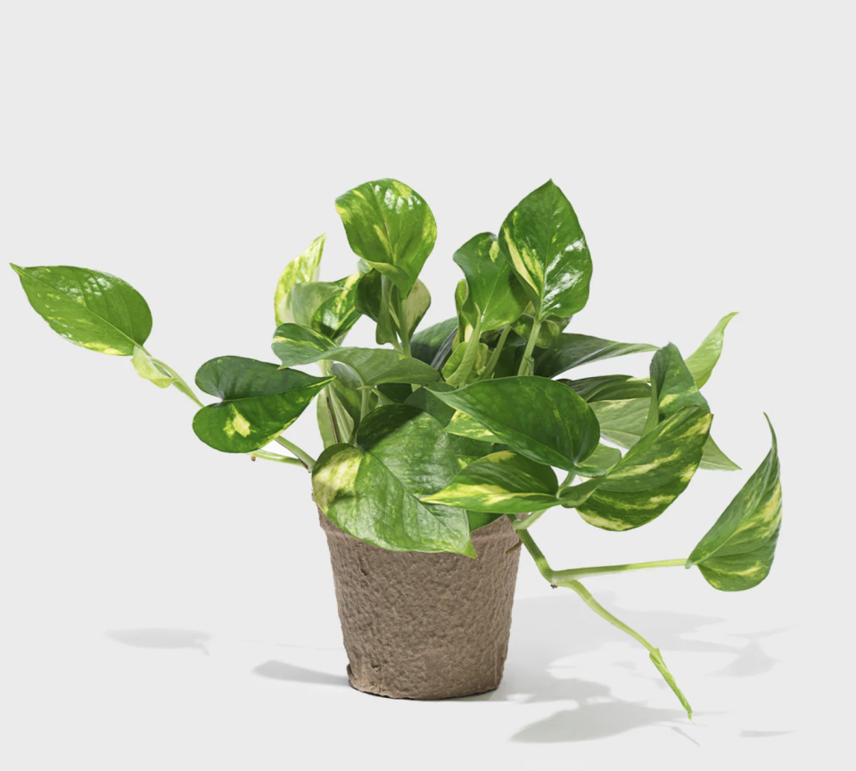 8) Pothos