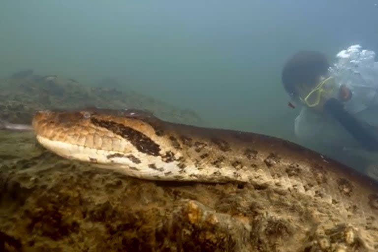 Las imágenes de la anaconda no tardaron en viralizarse (Captura video)