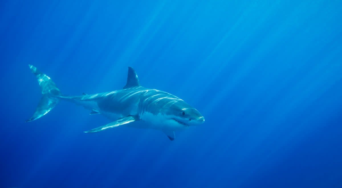 Dangerous shark encounters are extremely rare  (Getty Images)