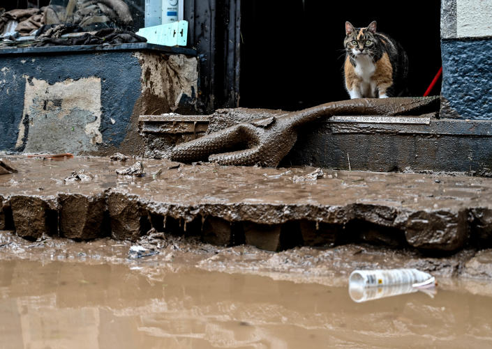 A cat examines the damage on a flooded street in Bad M & # xfc; nstereifel, Germany, Thursday. 