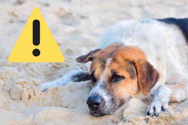 What every dog owner should know as 'mystery bug' makes its way across the UK