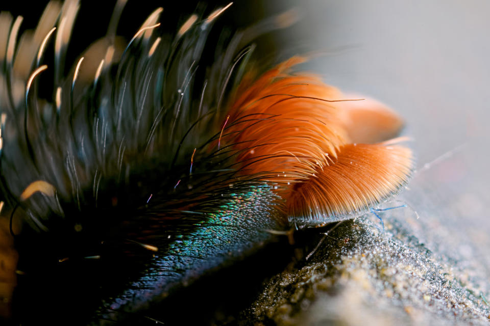 Spider photographer has a fetish for feet … all eight of them