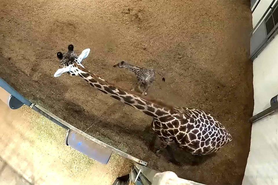  Seneca Park Zoo giraffe with calf