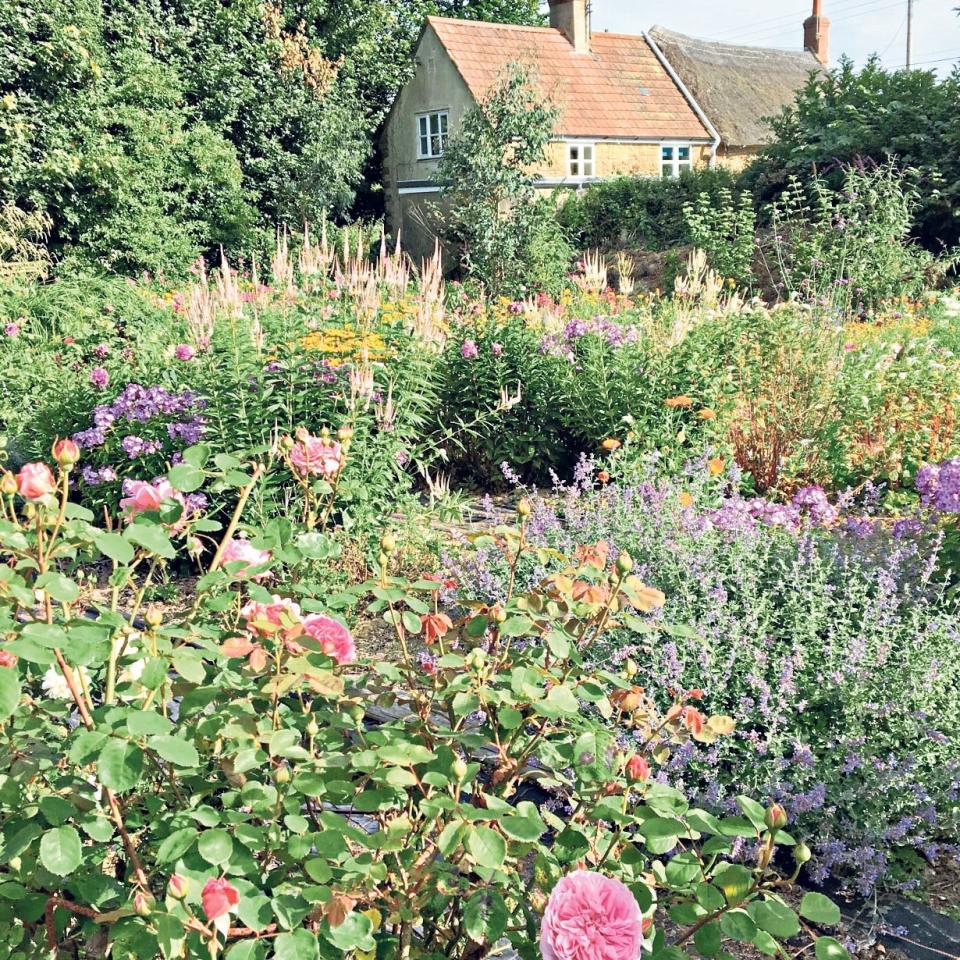 Roses that flower into November include Clare Austin (white); Generous Gardener (pink) and Sweet Juliet (apricot). All by David Austin - Andrew Crowley