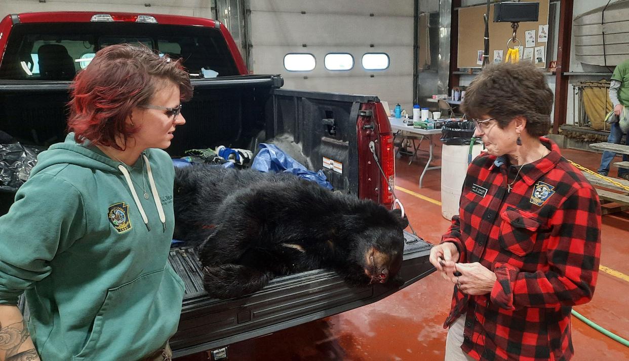 Game Commission staff members, Mollie Byrne, southwest region wildlife disease technician, left, and Mary Jo Casalena, wild turkey biologist, examine a black bear Nov. 18 at their check station in New Centerville.
