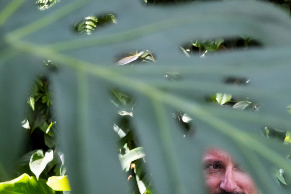 Norwegian Crown Prince Haakon is seen through the opening of a large leaf while touring a rainforest-like conservatory built of glass and white steel known as the Amazon Spheres, in Seattle, April 17, 2024. (AP Photo/Lindsey Wasson)