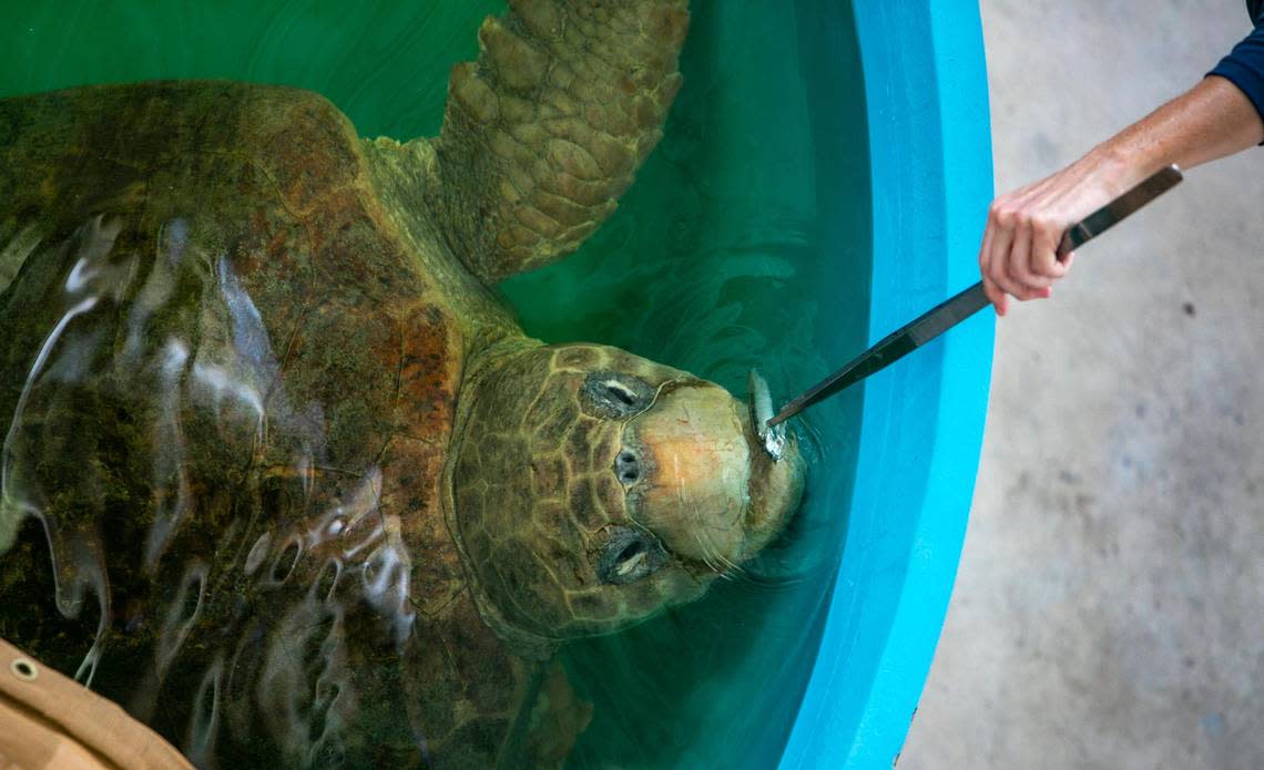 Baymax, a loggerhead turtle, is fed a variety of seafood including crab and lobster. Baymax had been attacked by a shark. Zoo Miami hosted a grand opening for its new turtle hospital on July 6, 2022. The hospital is meant to take in endangered turtles from the wild that need treatment and aims to be the first hospital to treat turtle fibropapillomatosis virus that causes tumors on the skin.