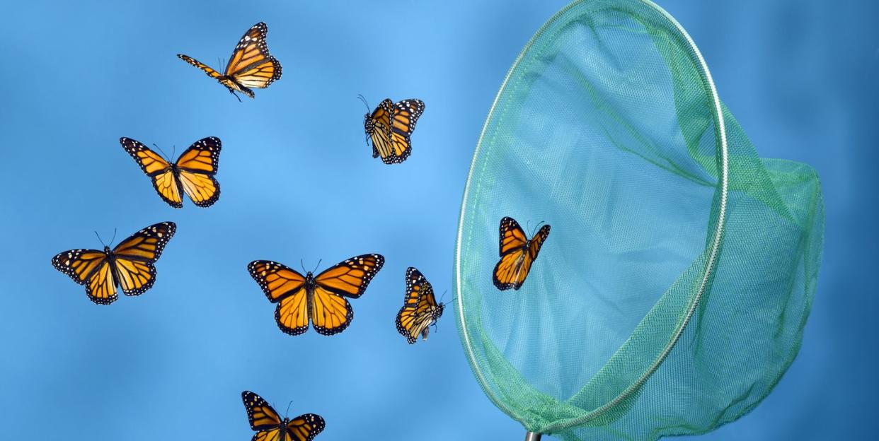 Butterfly Net Catching Butterflies