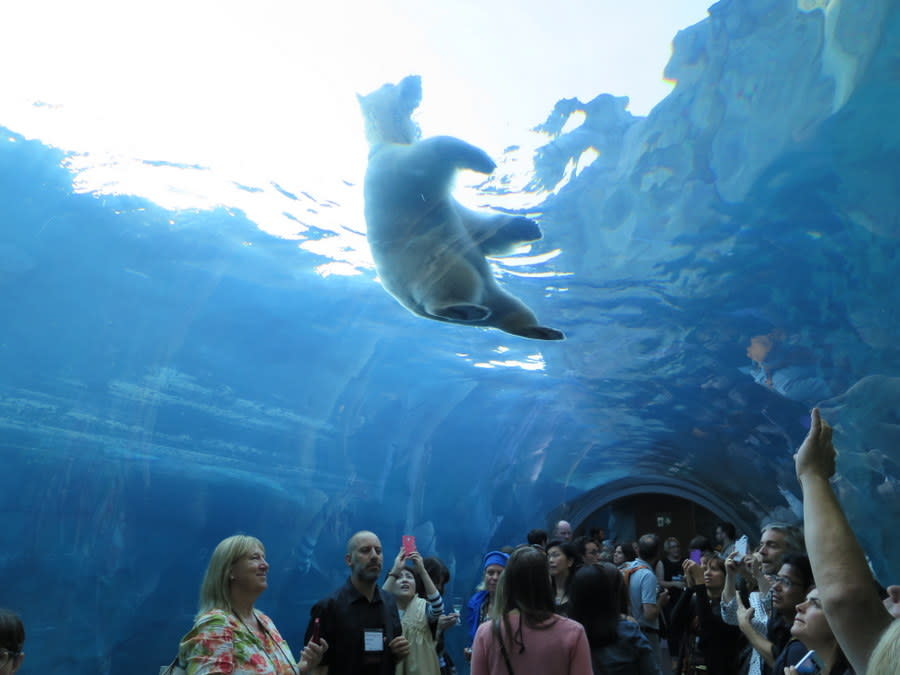 Underwater view of polar bear at the 