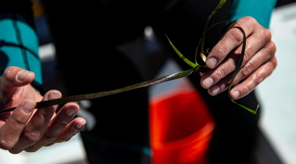 Elizabeth Salewsi, a benthic ecologist with the South Florida Water Management District displays turtle grass near the mouth of the Caloosahatchee River as part of a sea grass monitoring program for the Comprehensive Everglades Restoration Plan on Tuesday, Nov. 7, 2023. The program looks at the health and presence of grasses in the system from the Franklin Locks to the estuary at the mouth of Caloosahatchee. Despite the area getting chewed up by Hurricane Ian, Salewsi was encouraged by the amount of healthy sea grasses in the area.