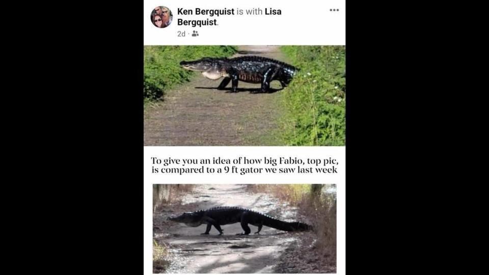 Bergquist y su esposa, Lisa, compararon el tamaño del enorme cocodrilo con el de otro de nueve pies que vieron una semana antes. Bergquist colgó las dos fotos juntas para mostrar lo monumental que es Fabio.