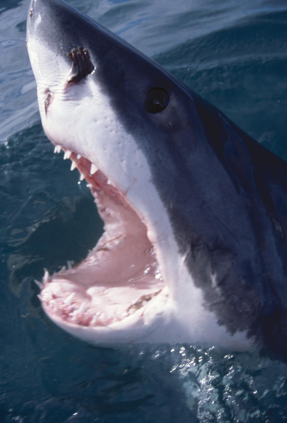 A great white shark emerges partially from the water with its mouth open, revealing sharp teeth