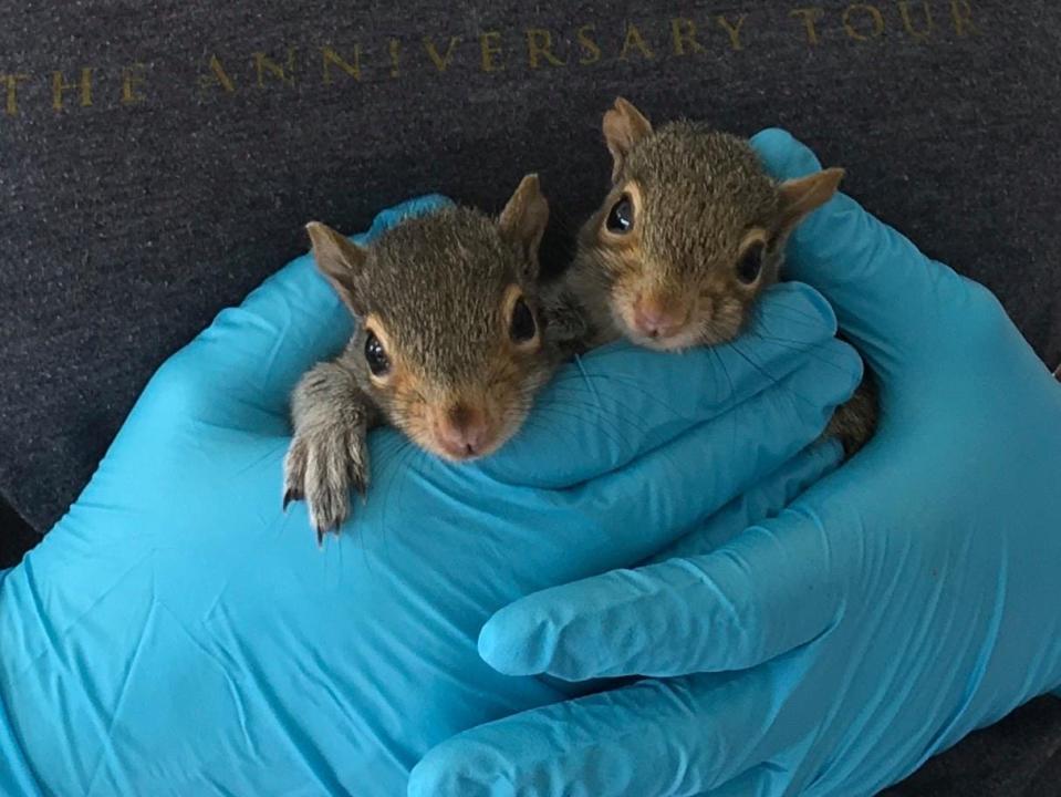 Wild Care rescue and rehabilitation center in Eastham will host a baby shower for wildlife Saturday, which will include some Animal Ambassadors.