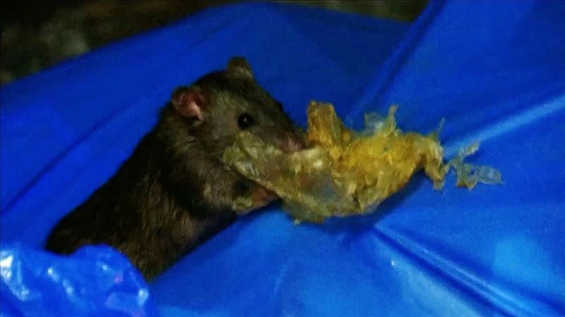 Una rata se alimenta de la basura en el distrito Kabukicho en esta imagen fija tomada de video en Tokio, Japón, el 25 de abril de 2020