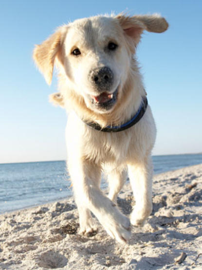 Dog on beach 