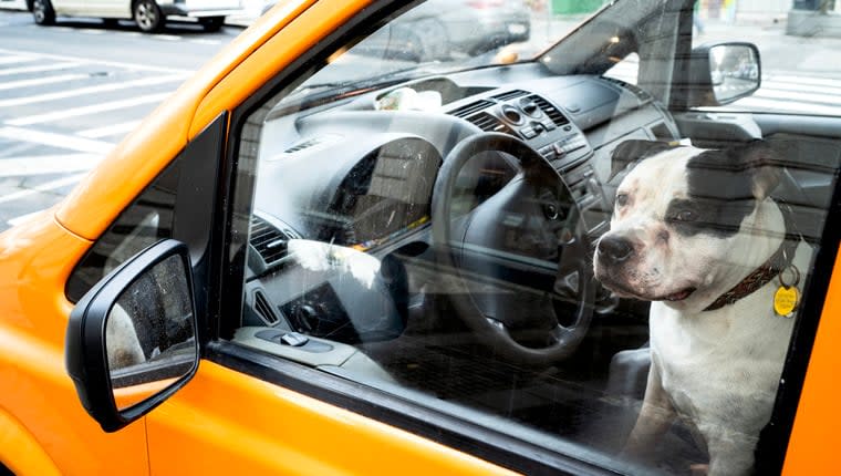 Runaway Dog Jumps in Taxi to Airport on 100-Mile Trip