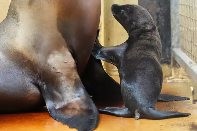 Nessie, a California sea lion pup recently born at Blair Drummond Safari and Adventure Park, near Stirling