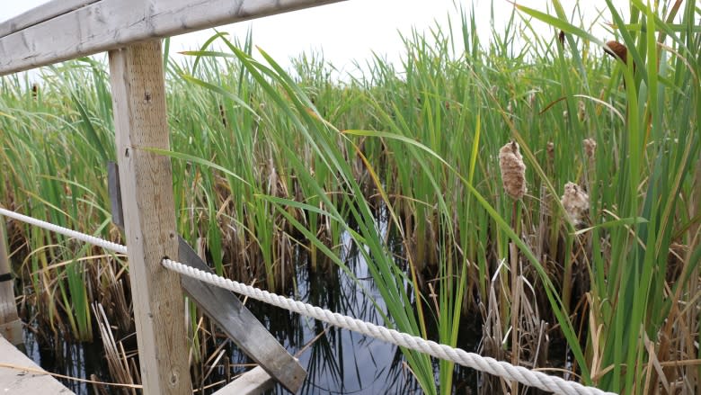 From oilsands mine to wetland: Is Syncrude's reclamation experiment working?