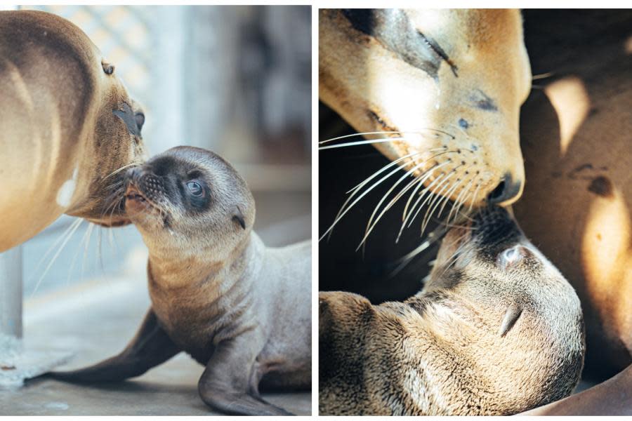 SeaWorld San Diego anuncia el nacimiento de Crumble, el león marino que robará tu corazón