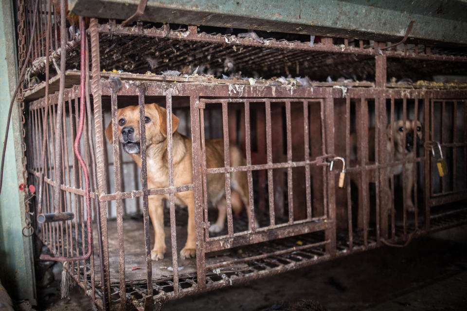 Un perro encerrado en una jaula antes de ser sacrificado en u mercado de China. Foto: Guillaume Payen/SOPA Images/LightRocket via Getty Images. 