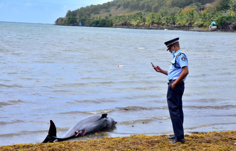 A policeman takes a photograph of a carcass of a dolphin that died and was washed up on shore at the Grand Sable,