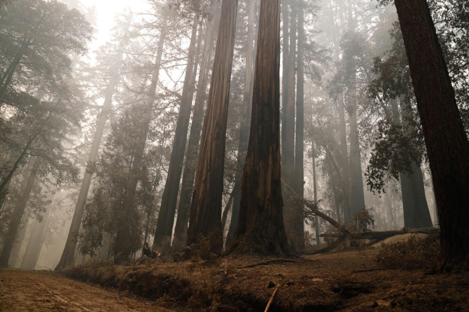 Redwood trees line the entrance of the Big Basin Redwoods State Park Headquarters & Visitor Center in Boulder Creek, Calif., on Thursday, Aug. 20, 2020. Some of the trees sustained damage during a fire that has devastated the area in recent days.<span class="copyright">Randy Vazquez/MediaNews Group/The Mercury News—Getty Images</span>