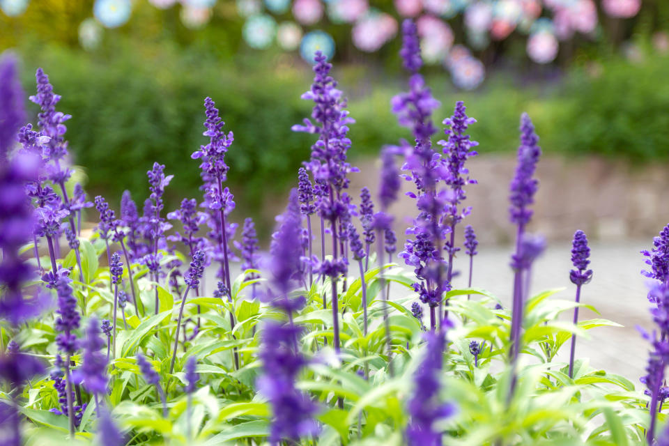 lavender plants