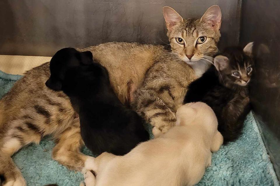 <p>Wilbarger Humane Society</p> Julie Newmar the cat with her kitten, Eartha Kitt, and two foster puppies, Yin and Yang