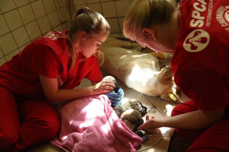 <p>Nastya Grabchuk, left, a Ukrainian medical student volunteering with the Dogs of Chernobyl initiative, and Meredith Ayan, executive director of SPCA International, a U.S.-based animal rescue nonprofit, tend to stray puppies recovering from a sedative after surgery and vaccinations at a makeshift veterinary clinic inside the Chernobyl exclusion zone on Aug. 17, 2017, in Chernobyl, Ukraine. (Photo: Sean Gallup/Getty Images) </p>