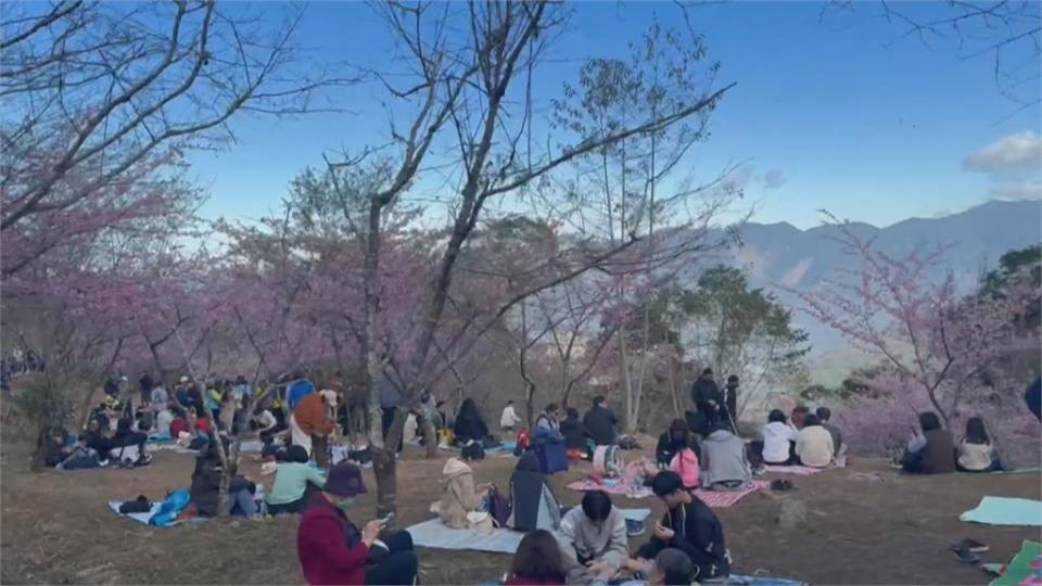 寶山櫻花公園週末湧二千人賞櫻　原住民市集端出美食共襄盛舉