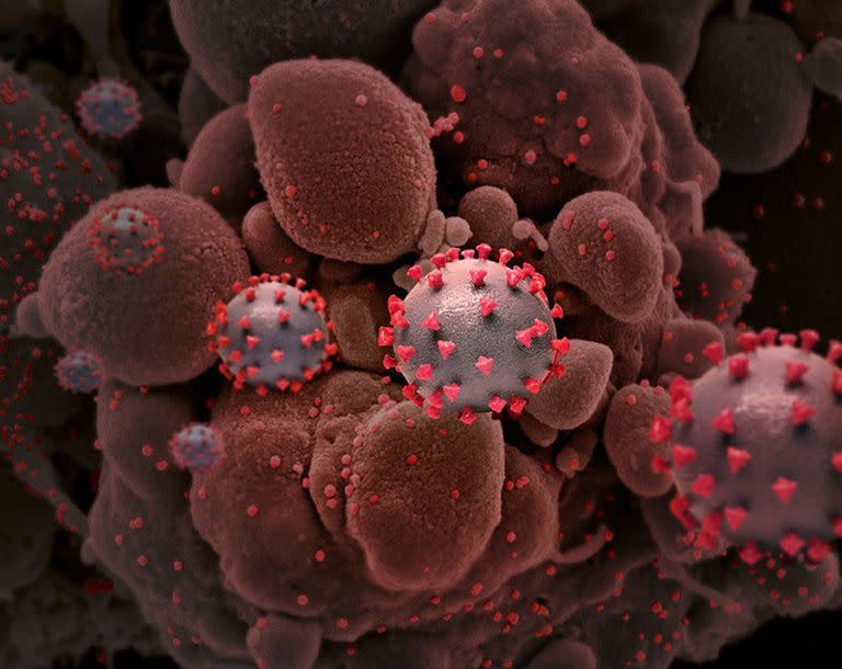 Representación de las partículas del virus del SARS-CoV-2, causante del Covid