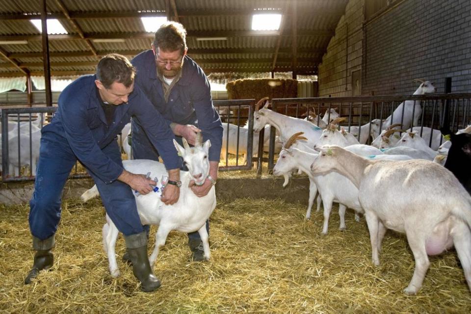 A vet vaccinates a goat against Q-fever