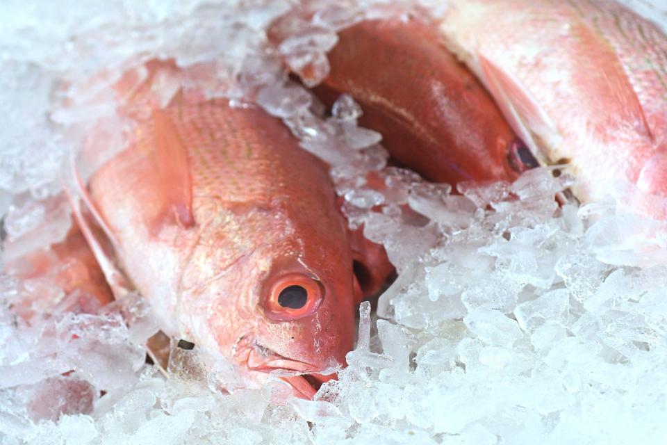 Red snapper regulations had Atlantic-side anglers red hot in 2023.