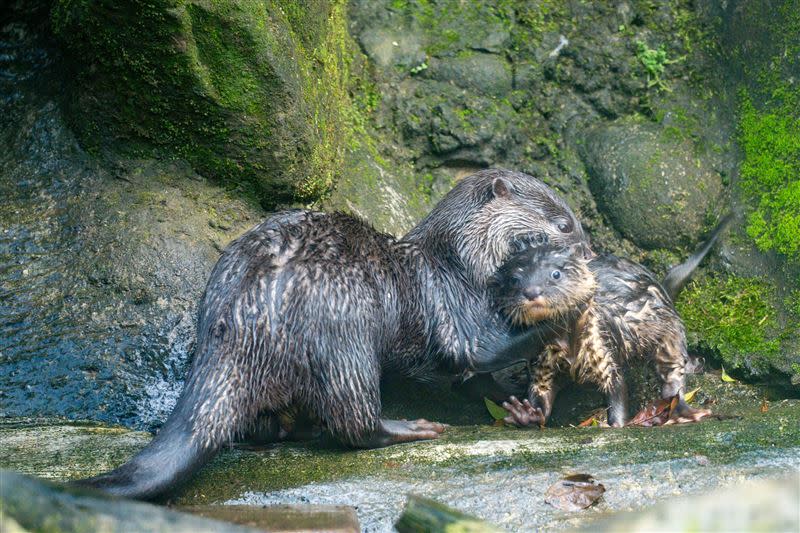 小爪水獺正在教水獺寶寶游泳。（圖／動物園提供）