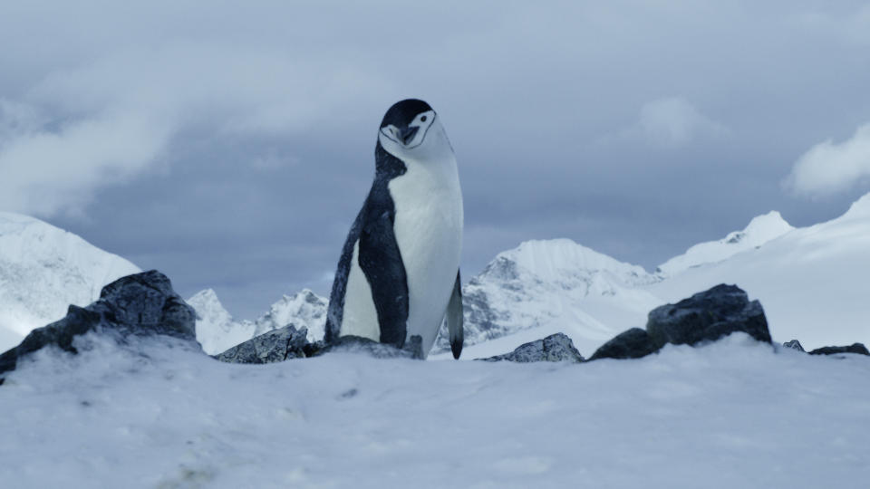 'Into the Big Blue Heart' explores the wildlife of the world's oceans. (Sky UK)