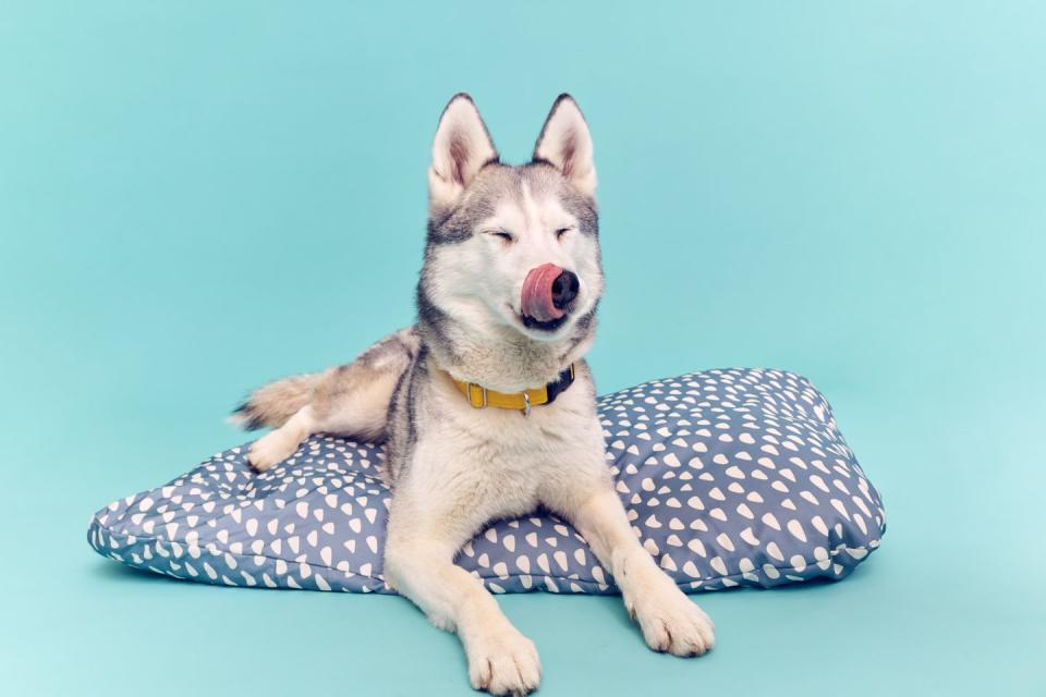 miya, aged 10, is pictured with an ikea pet blanket as the retailer collaborates with woodgreen pets charity