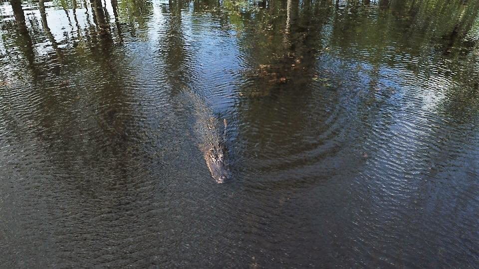 Police in South Carolina say an alligator, similar to the one pictured here, is suspected of killing a woman who was walking her dog. (Photo: David Lohr)