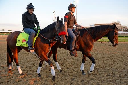 May 4, 2016; Louisville, KY, USA; Exercise rider Jonny Garcia leads Kentucky Derby hopeful Nyquist to the track during workouts in advance of the 2016 Kentucky Derby at Churchill Downs. Mandatory Credit: Jamie Rhodes-USA TODAY Sports