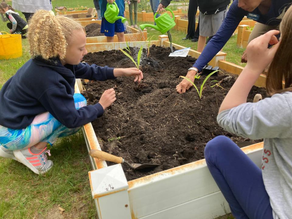 Third graders at Indian Brook plant vegetables in the school's raised bed garden.