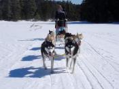 Die Huskys laufen voran. Sie bekommen bei frostigen Temperaturen erst so richtig gute Laune. Foto: Brigitte Geiselhart