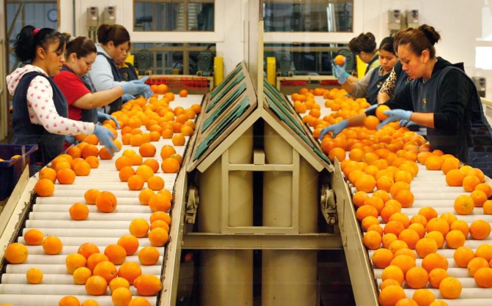 Workers sort through navel oranges on the line at Bee Sweet Citrus in Fowler Tuesday, November 11, 2008. The San Joaquin Valley is the center of the state’s orange crop production and Bee Sweet Citrus packs everything from oranges to pomelos.