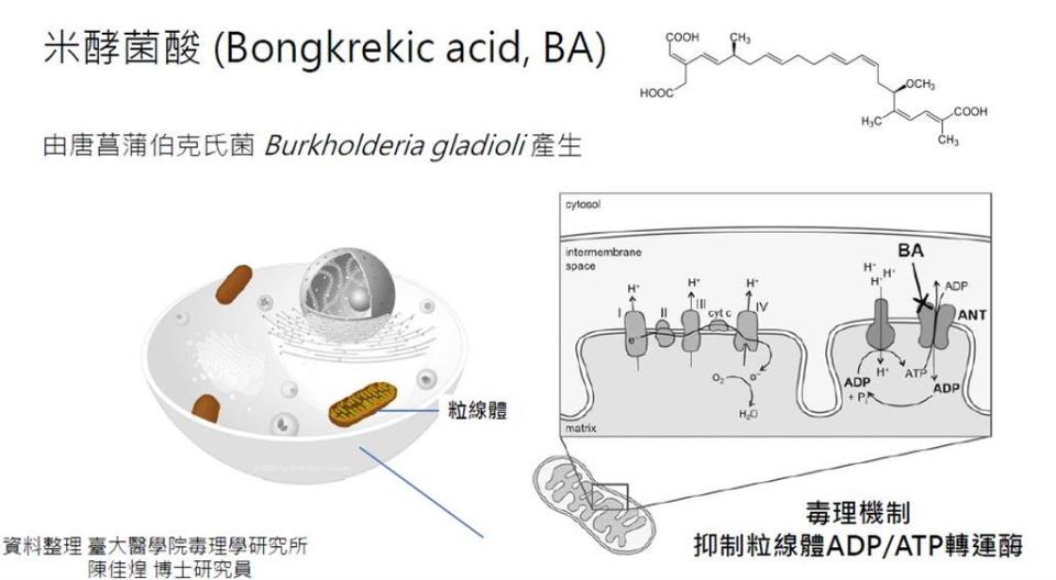 寶林茶室案新進展！米酵菌酸中毒「相當罕見」專家認：臨床報告僅1例